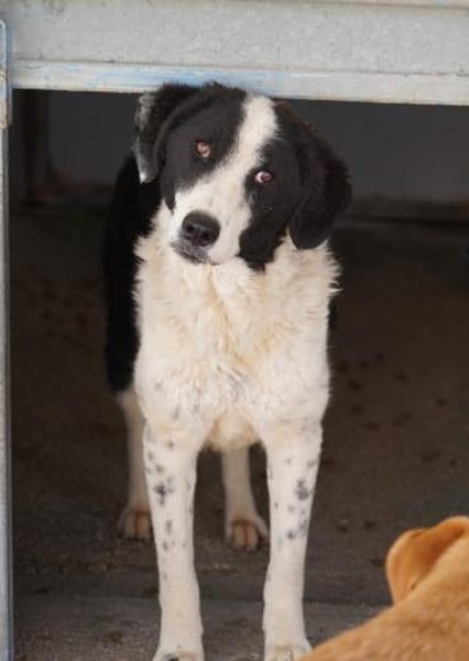 Lilo nun auf Pflegestelle in Bayern