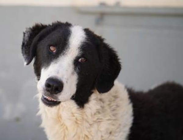 Lilo nun auf Pflegestelle in Bayern