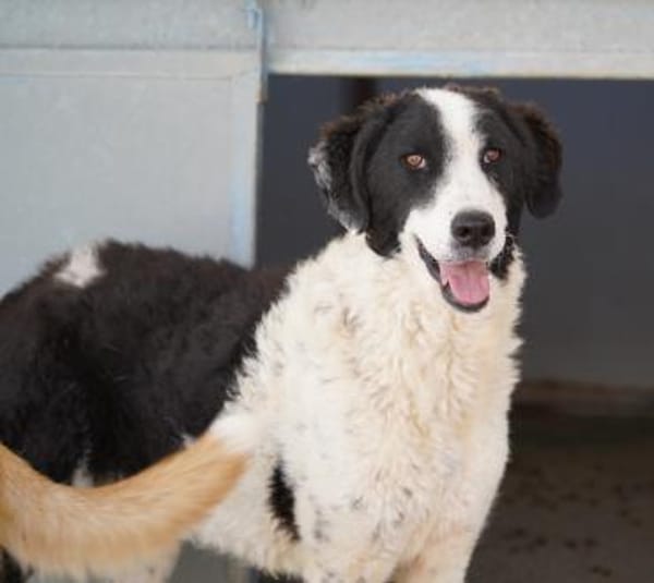 Lilo nun auf Pflegestelle in Bayern