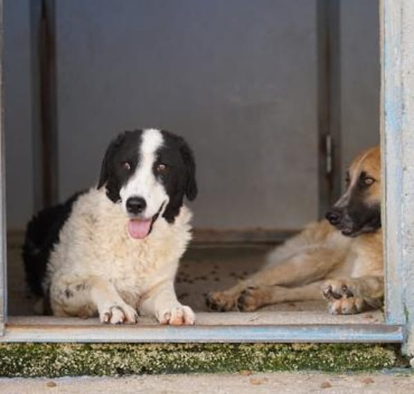 Lilo nun auf Pflegestelle in Bayern
