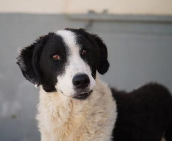 Lilo nun auf Pflegestelle in Bayern