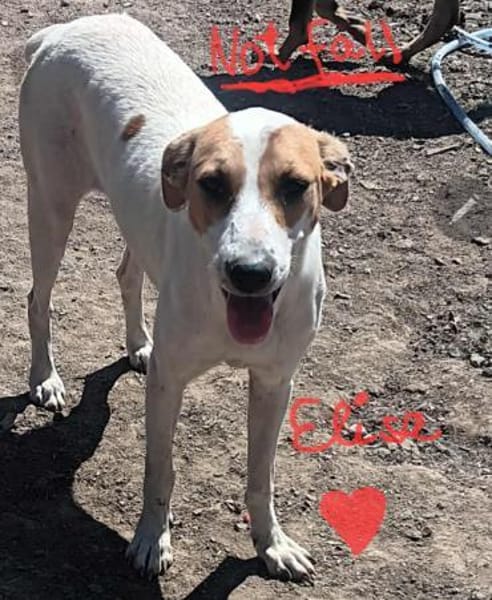 Vermittlungshilfe für Elisa