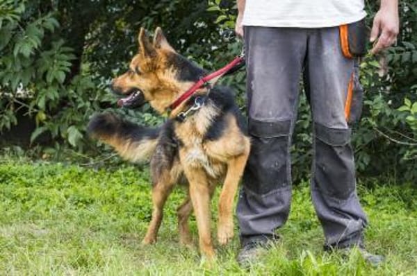 Franko lebte an der Kette