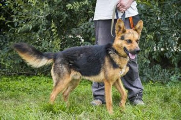 Franko lebte an der Kette