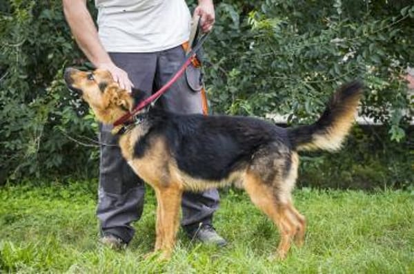 Franko lebte an der Kette