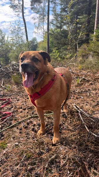 Galdi sucht ein ruhiges Zuhause!