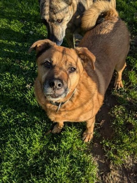 Galdi sucht ein ruhiges Zuhause!