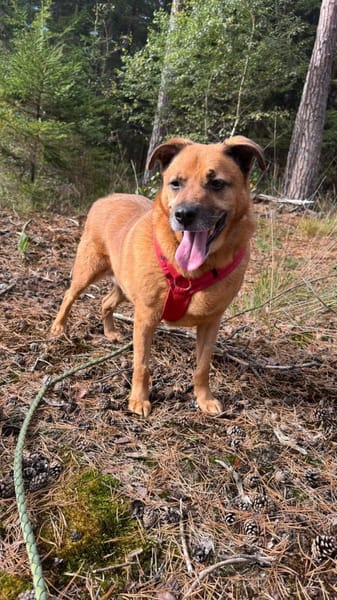 Galdi sucht ein ruhiges Zuhause!