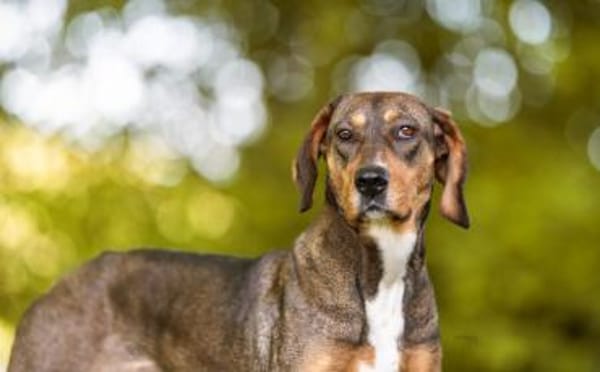 Unsere tapfere Straßenhündin Mayra