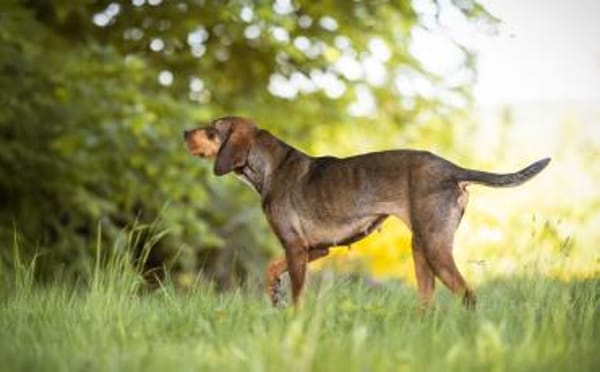 Unsere tapfere Straßenhündin Mayra