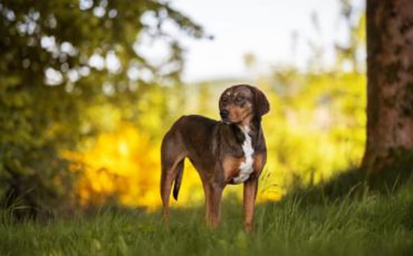 Unsere tapfere Straßenhündin Mayra