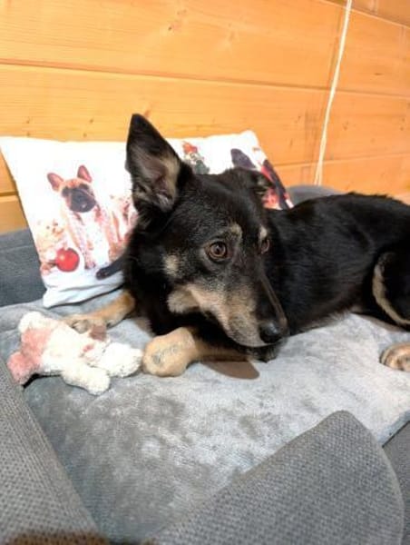 kleiner, süßer Clyde bei München!