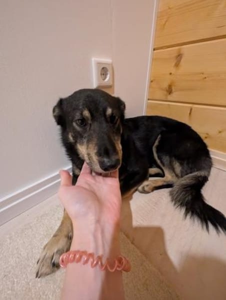 kleiner, süßer Clyde bei München!