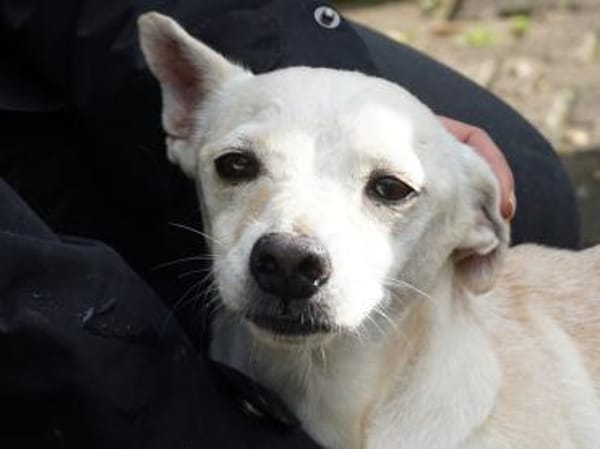 Oscar, verspielt, offen, verschmust