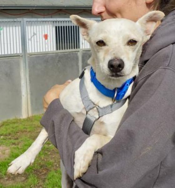 Oscar, verspielt, offen, verschmust