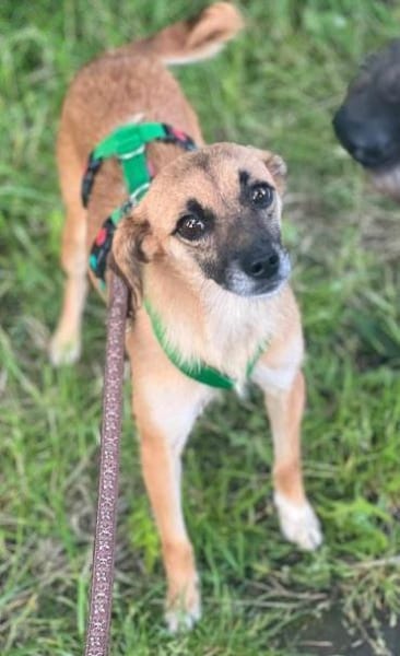 CHARLIE * zauberhaftes Wesen