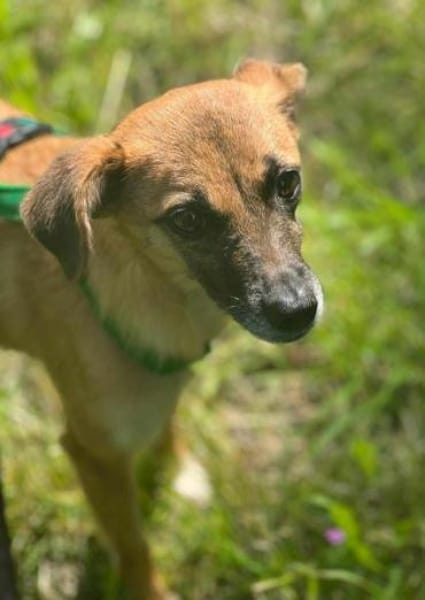 CHARLIE * zauberhaftes Wesen