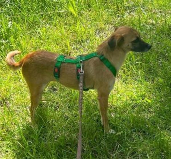 CHARLIE * zauberhaftes Wesen