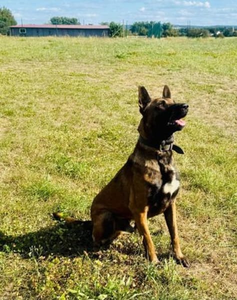 Samsung  wundervoller Hundejunge