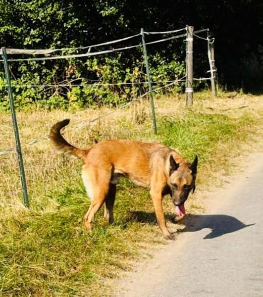 Samsung  wundervoller Hundejunge