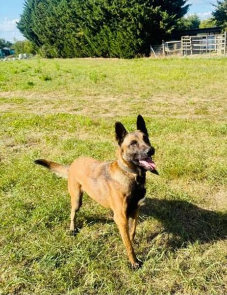 Samsung  wundervoller Hundejunge