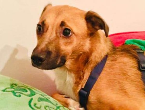 KENNEDY * kleiner Held sucht Schutz