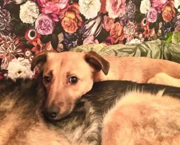 KENNEDY * kleiner Held sucht Schutz