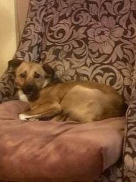 KENNEDY * kleiner Held sucht Schutz