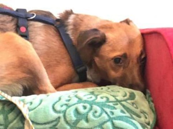 KENNEDY * kleiner Held sucht Schutz