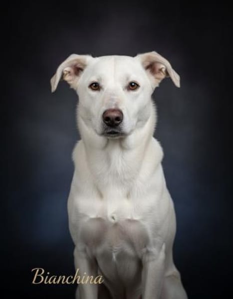 Bianchina 💛💛💛 lieb & anhänglich