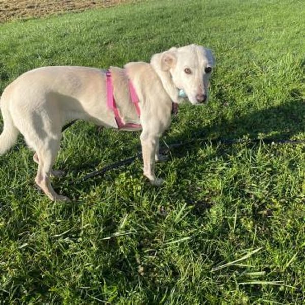 Bianchina 💛💛💛 lieb & anhänglich