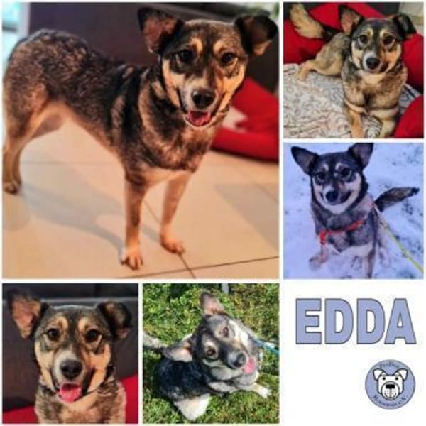 EDDA -Liebevoll, verschmust & ruhig-