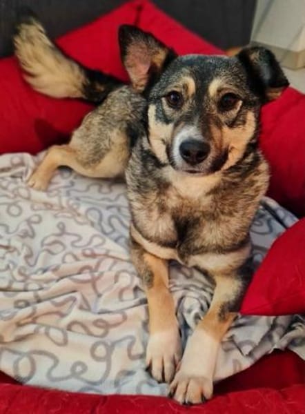 EDDA -Liebevoll, verschmust & ruhig-