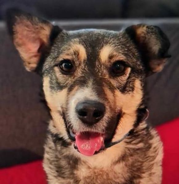 EDDA -Liebevoll, verschmust & ruhig-