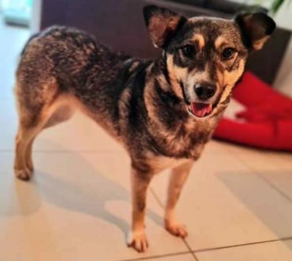 EDDA -Liebevoll, verschmust & ruhig-