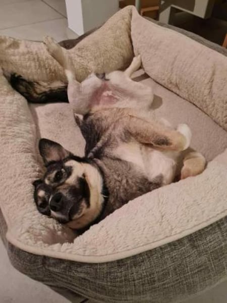 EDDA -Liebevoll, verschmust & ruhig-