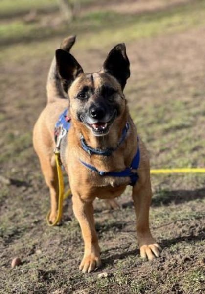 DEX -kleines Energiebündel-