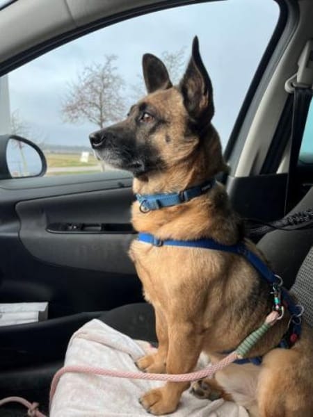 DEX -kleines Energiebündel-