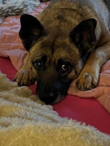 DEX -kleines Energiebündel-