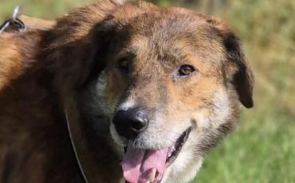 Marius ist ein Gute-Laune-Hund