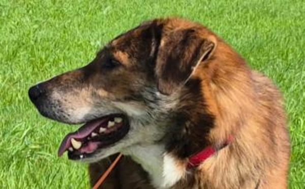 Marius ist ein Gute-Laune-Hund