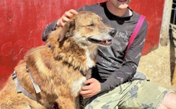 Marius ist ein Gute-Laune-Hund