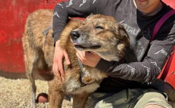 Marius ist ein Gute-Laune-Hund