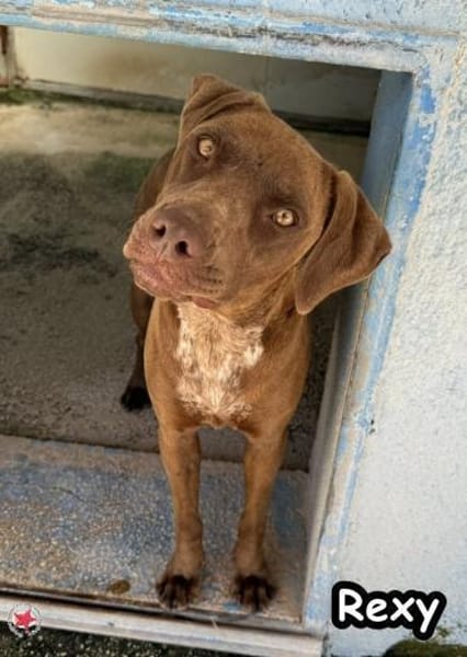Rexy
