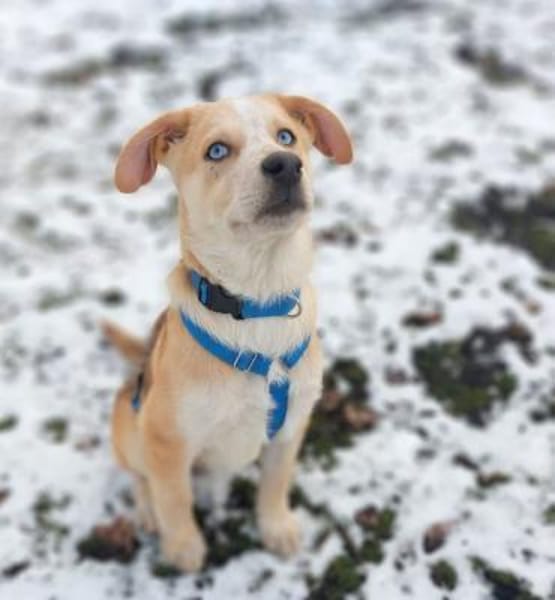 Welpe Yannis sucht seine Menschen