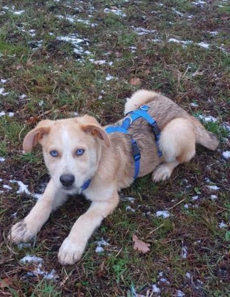 Welpe Yannis sucht seine Menschen