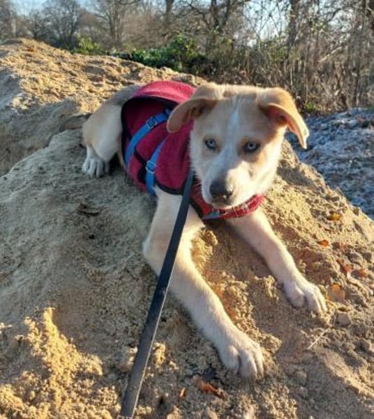 Welpe Yannis sucht seine Menschen