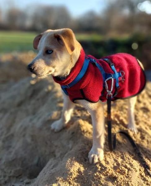 Welpe Yannis sucht seine Menschen