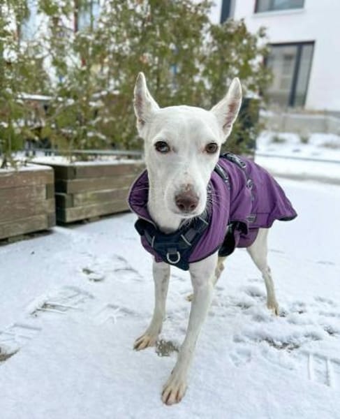 Petrus - sanfter Podenco Mix sucht