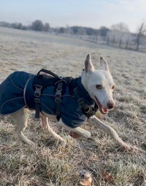 Petrus - sanfter Podenco Mix sucht